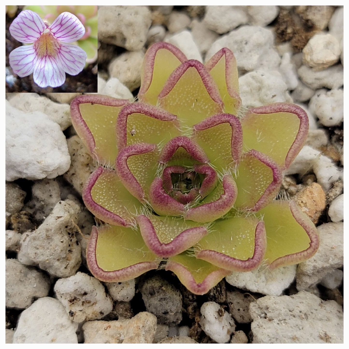 Pinguicula kondoi