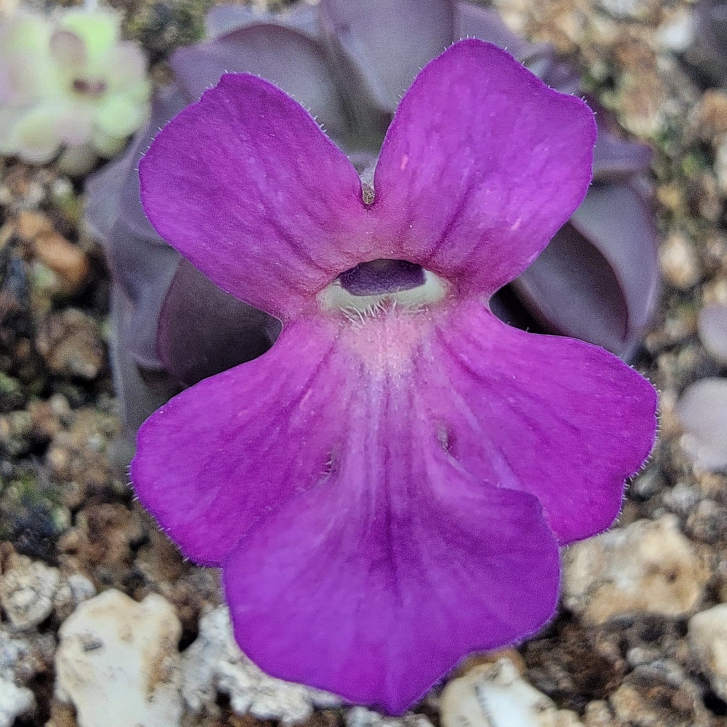 Pinguicula laueana "Tangerine" x cyclosecta