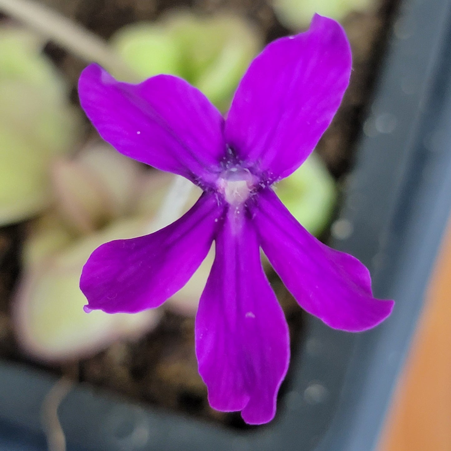 Pinguicula laueana x 'Huahuapan'