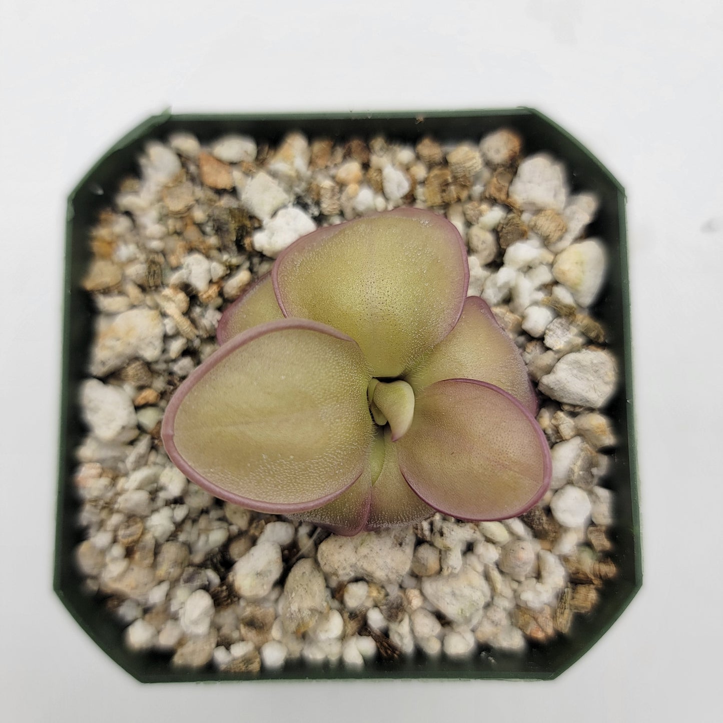 Pinguicula laueana x 'Huahuapan'