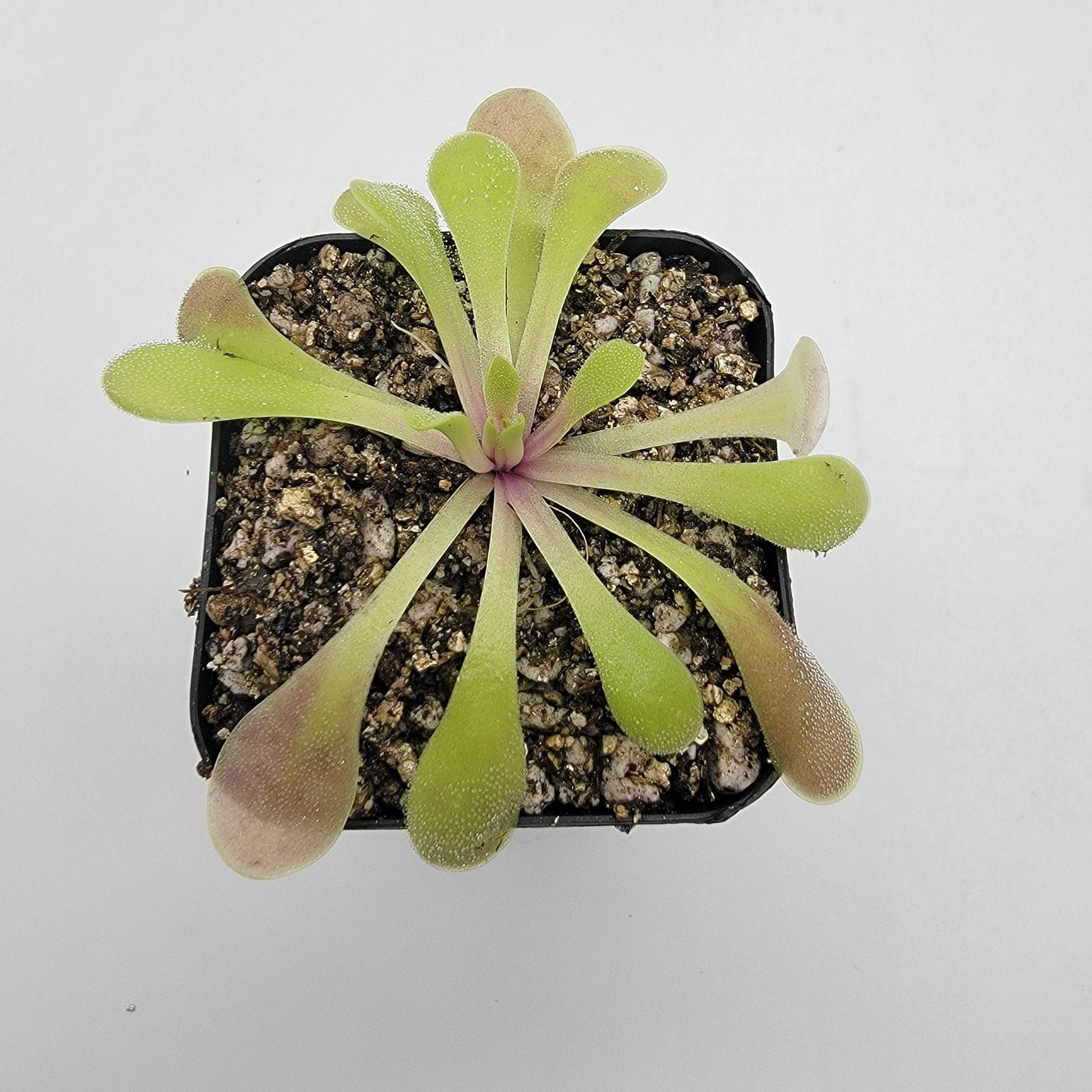 Pinguicula laxifolia
