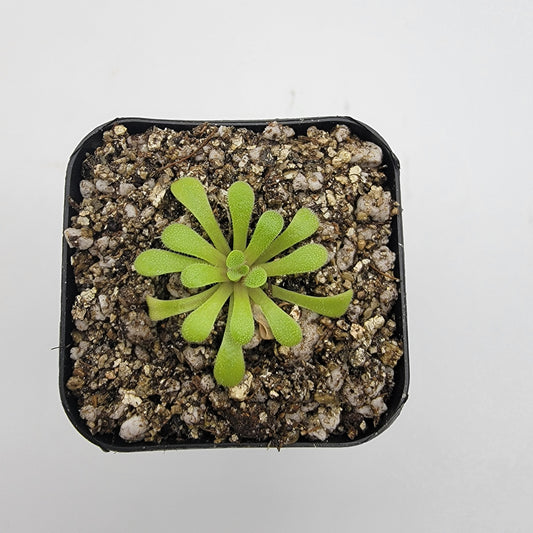 Pinguicula laxifolia