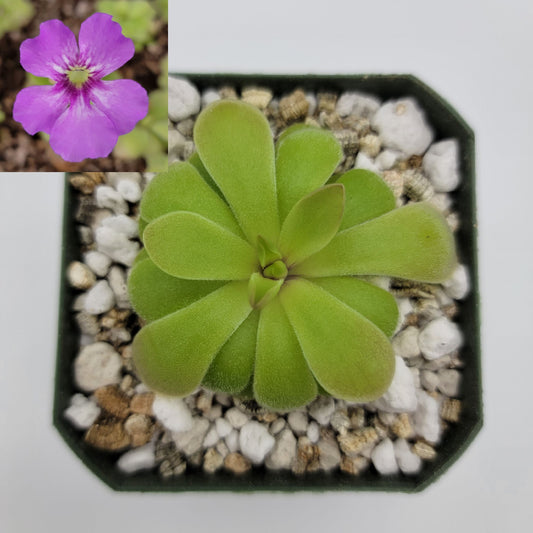 Pinguicula laxifolia x 'Huahuapan'