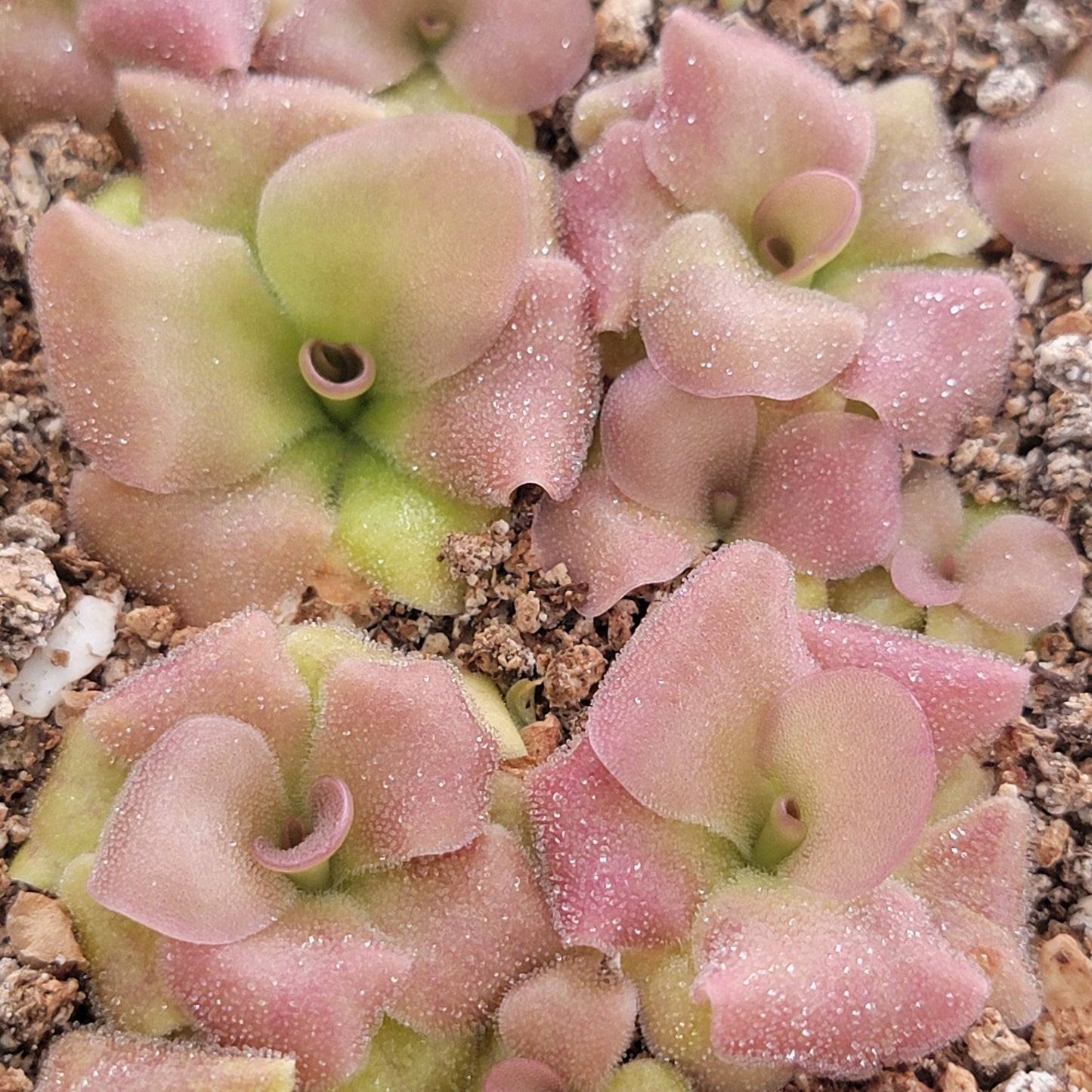 Pinguicula martinezii x laueana -Mexican butterwort-