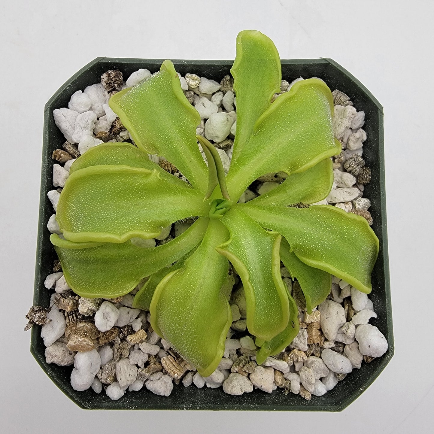 Pinguicula mesophytica {Cerro Miramundo, El Salvador}