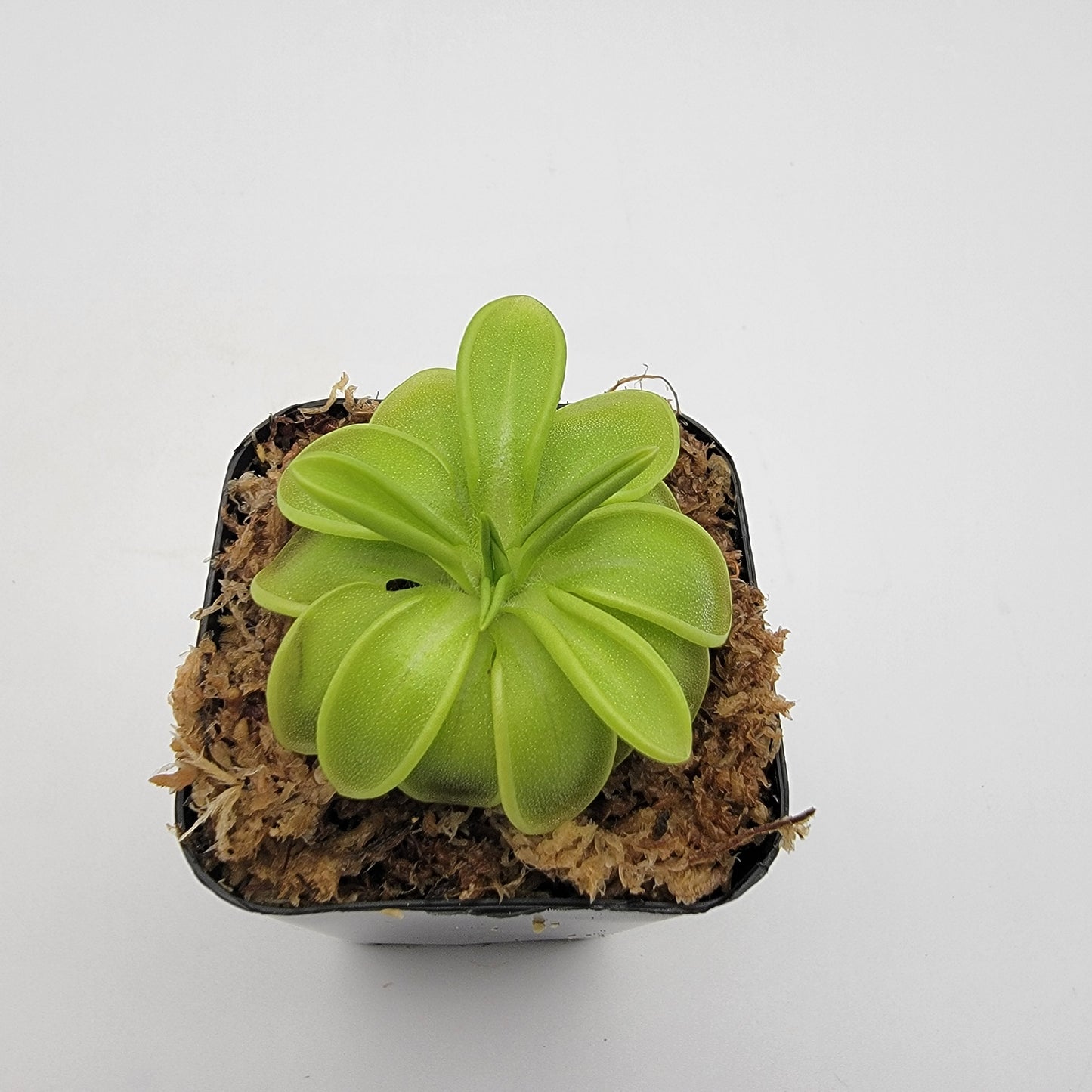 Pinguicula mesophytica {cerro El Pital, Honduras}