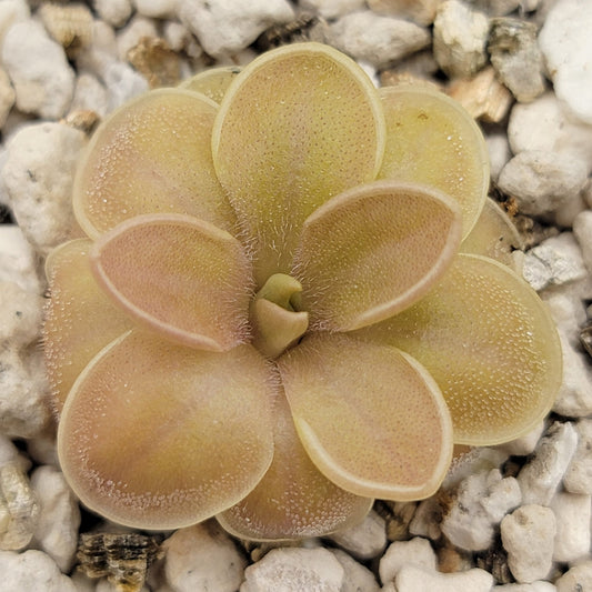 Pinguicula moranensis f. orchidioides