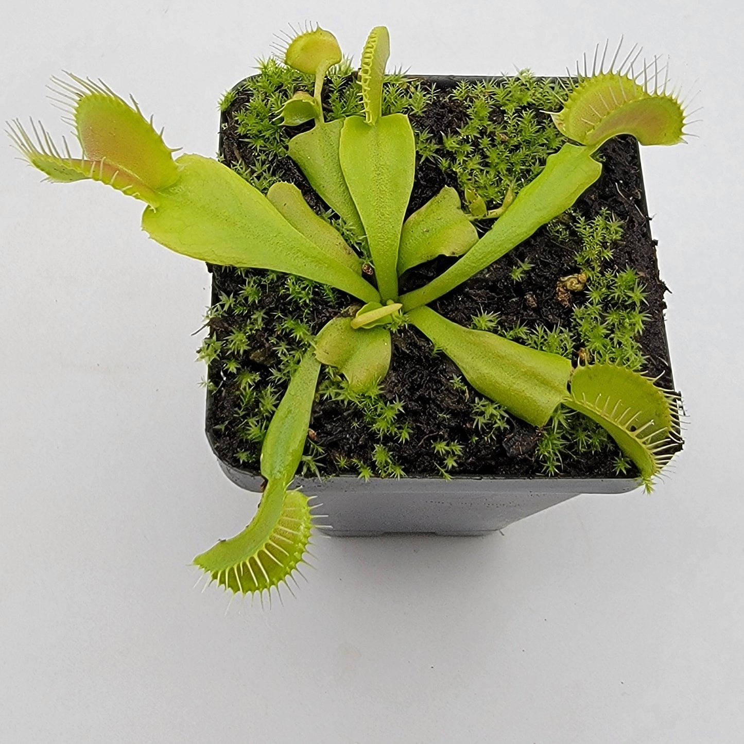 Venus flytrap (Dionaea muscipula) 'Double Trouble'