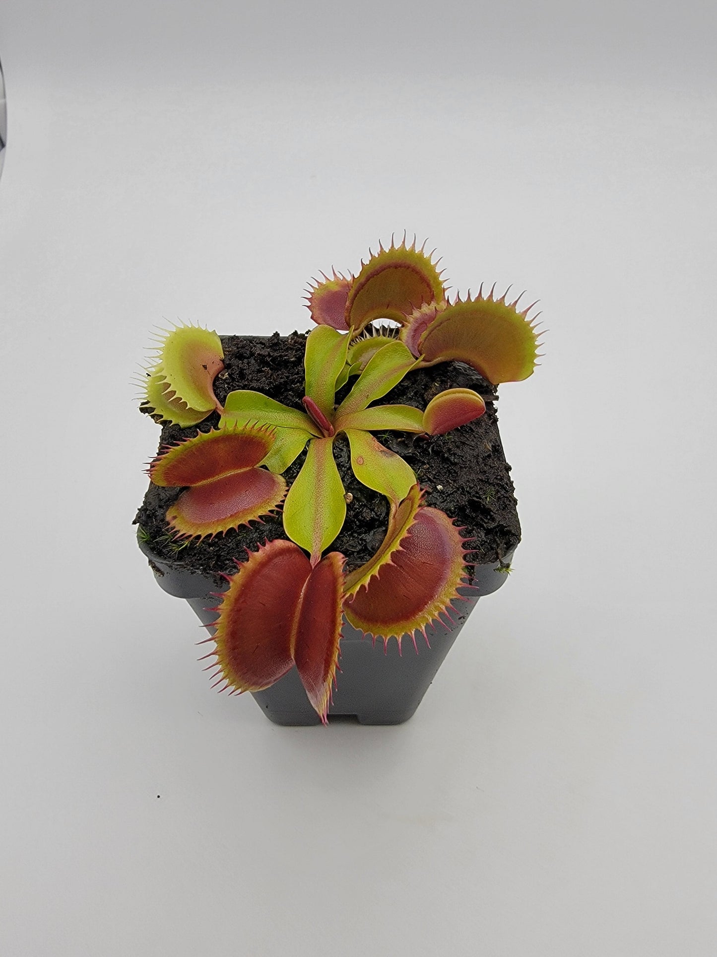 Venus flytrap (Dionaea muscipula) 'FTS Flaming Lips'