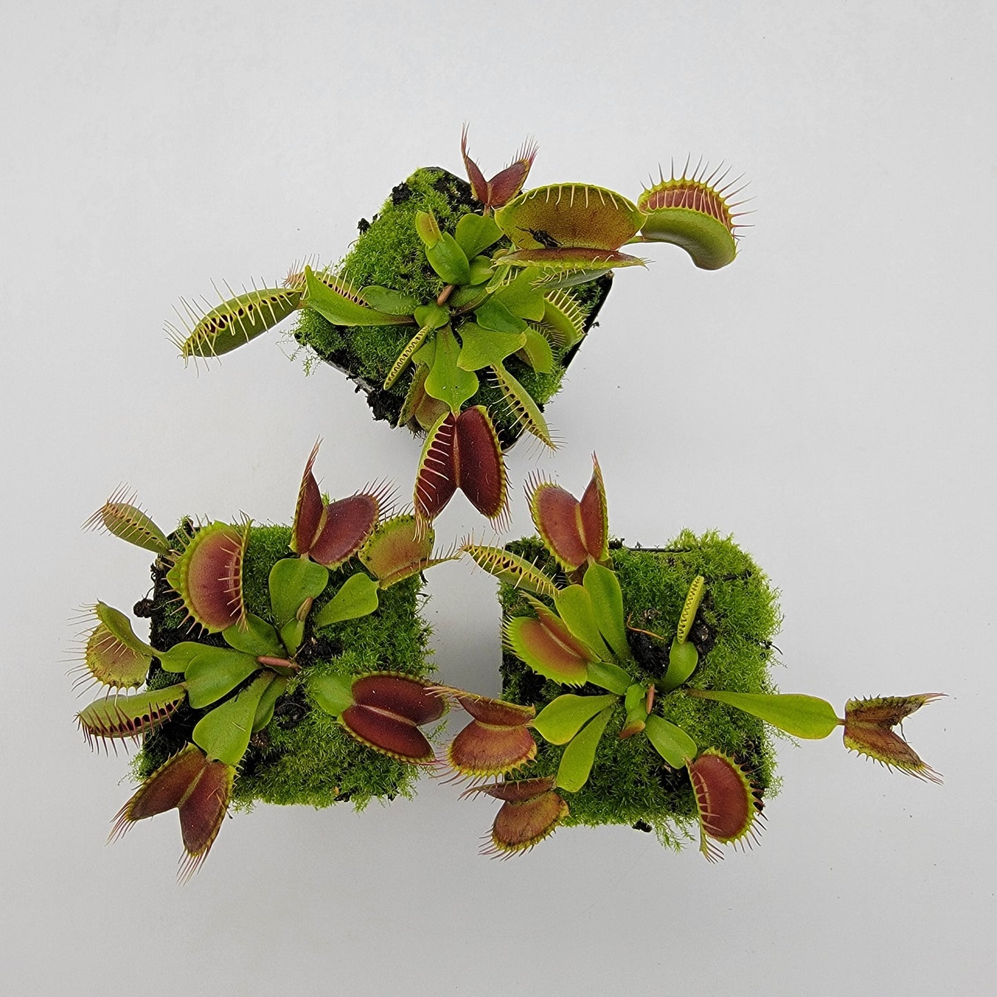 Venus flytrap (Dionaea muscipula)  "Pinnacle" x 'DC-XL'