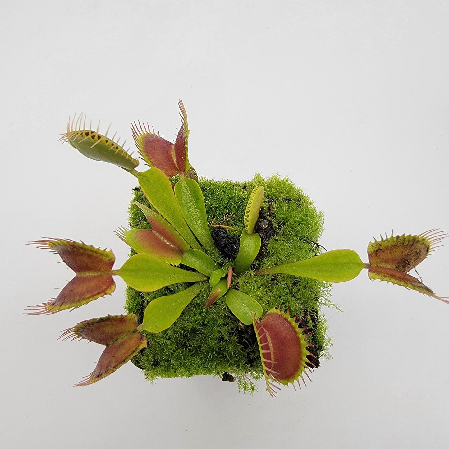 Venus flytrap (Dionaea muscipula)  "Pinnacle" x 'DC-XL'
