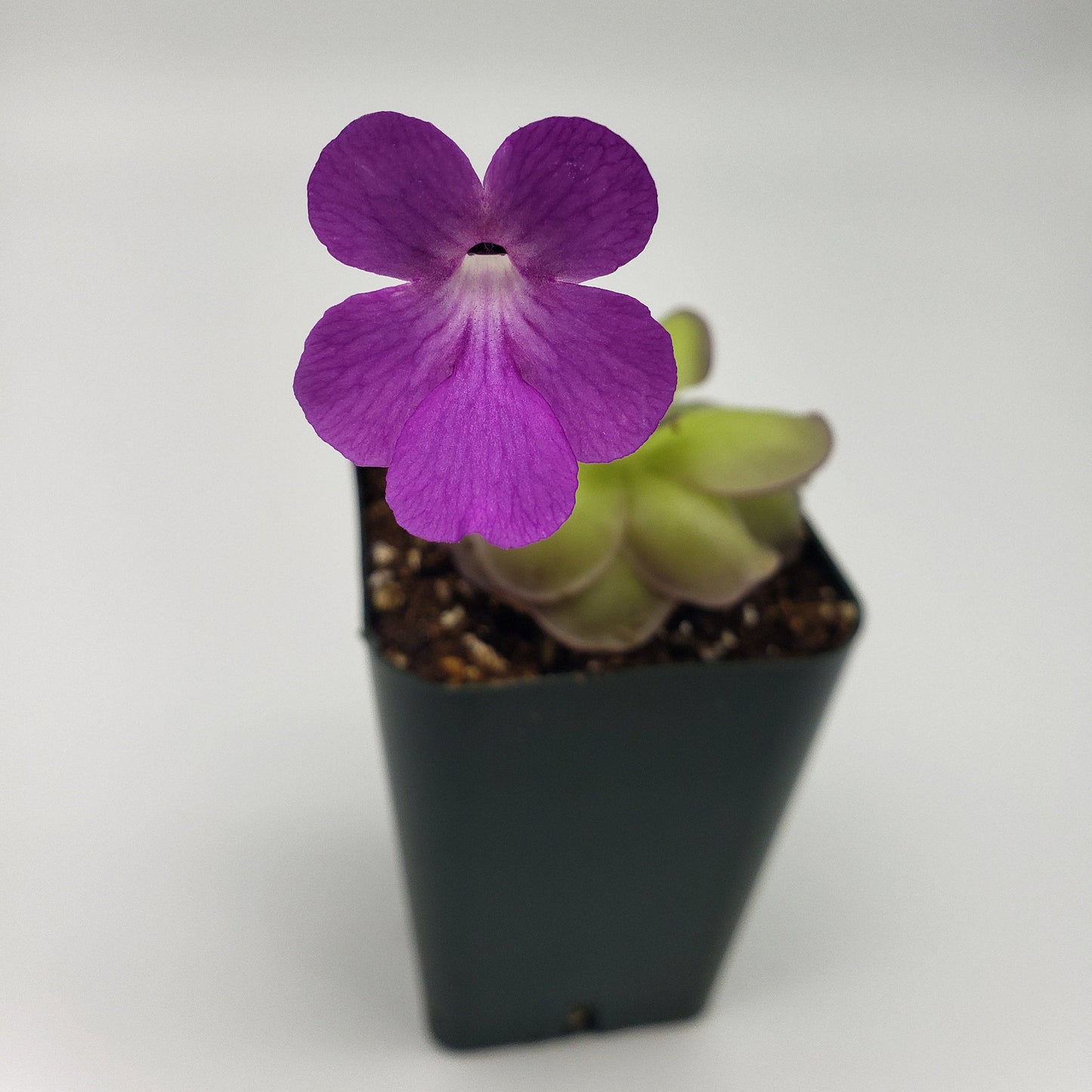 Pinguicula hemiepiphytica x cyclosecta