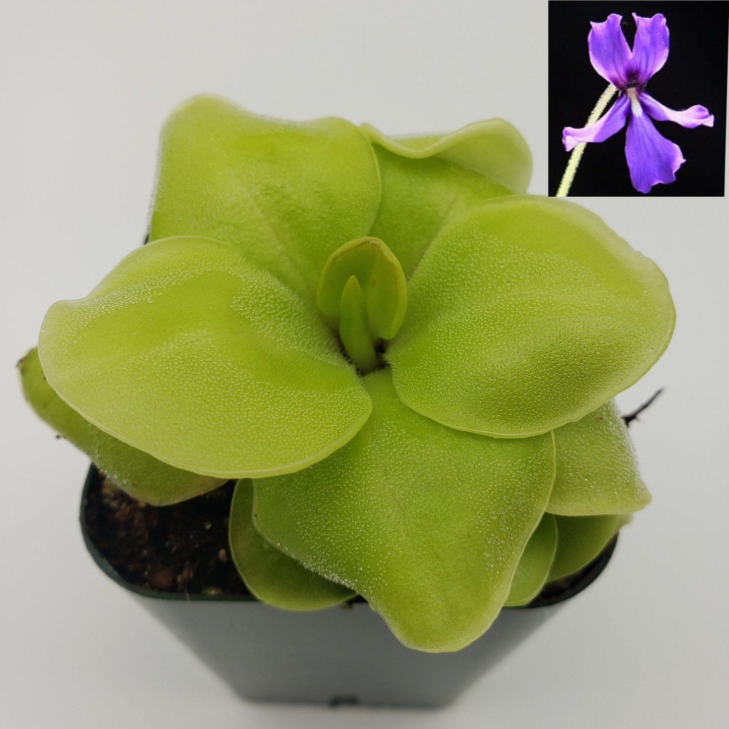 Pinguicula Huahuapan