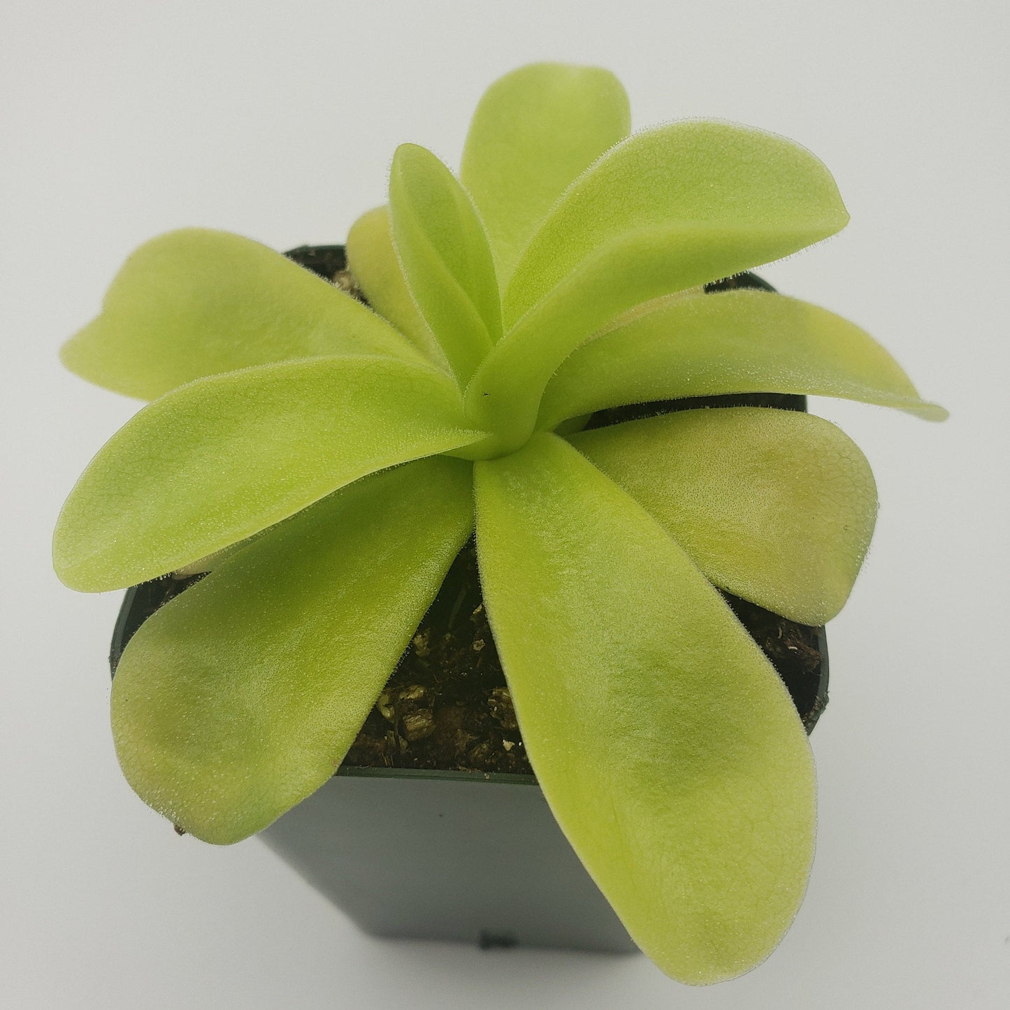 Pinguicula gigantea