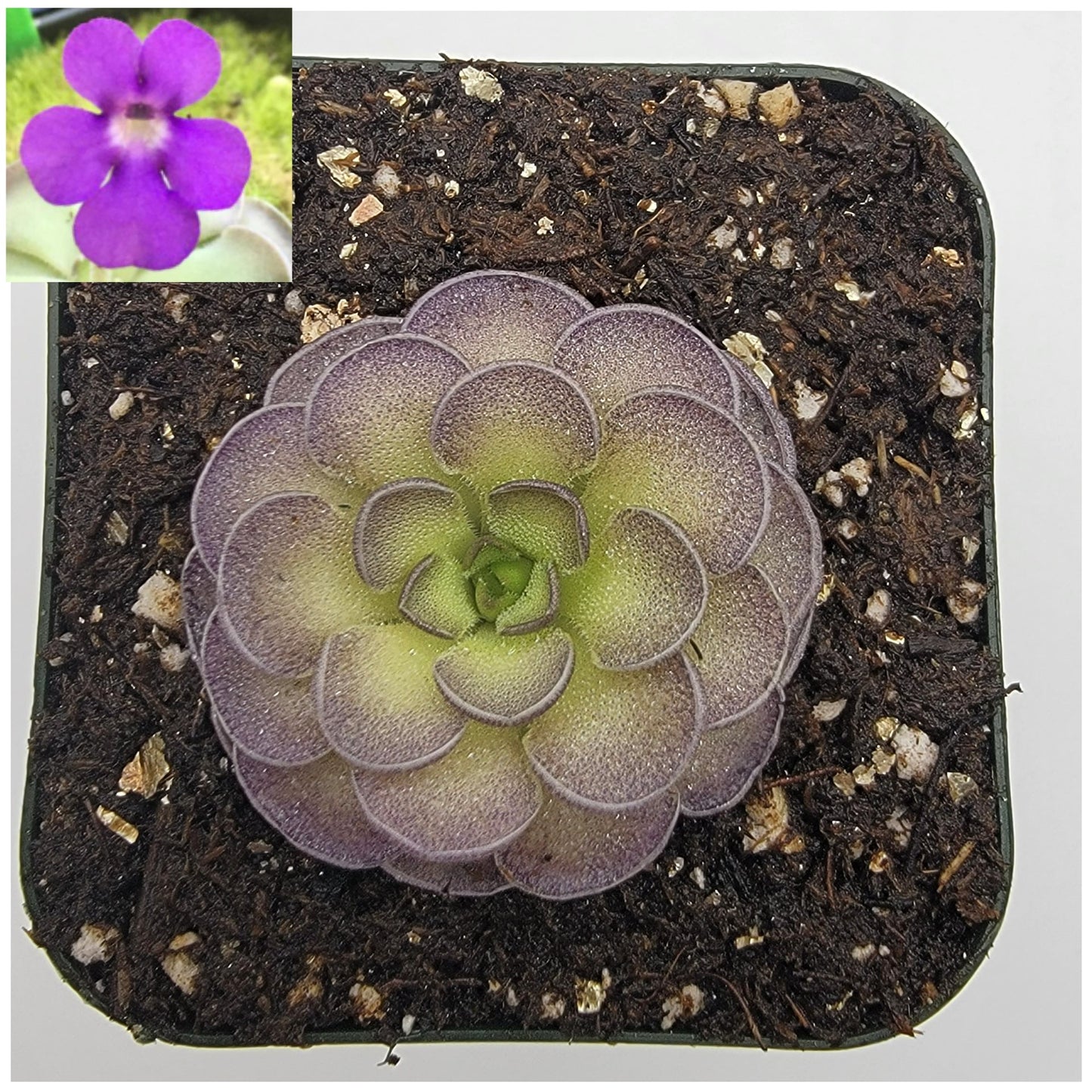 Pinguicula cyclosecta {Dulces Nombres, Nuevo León}